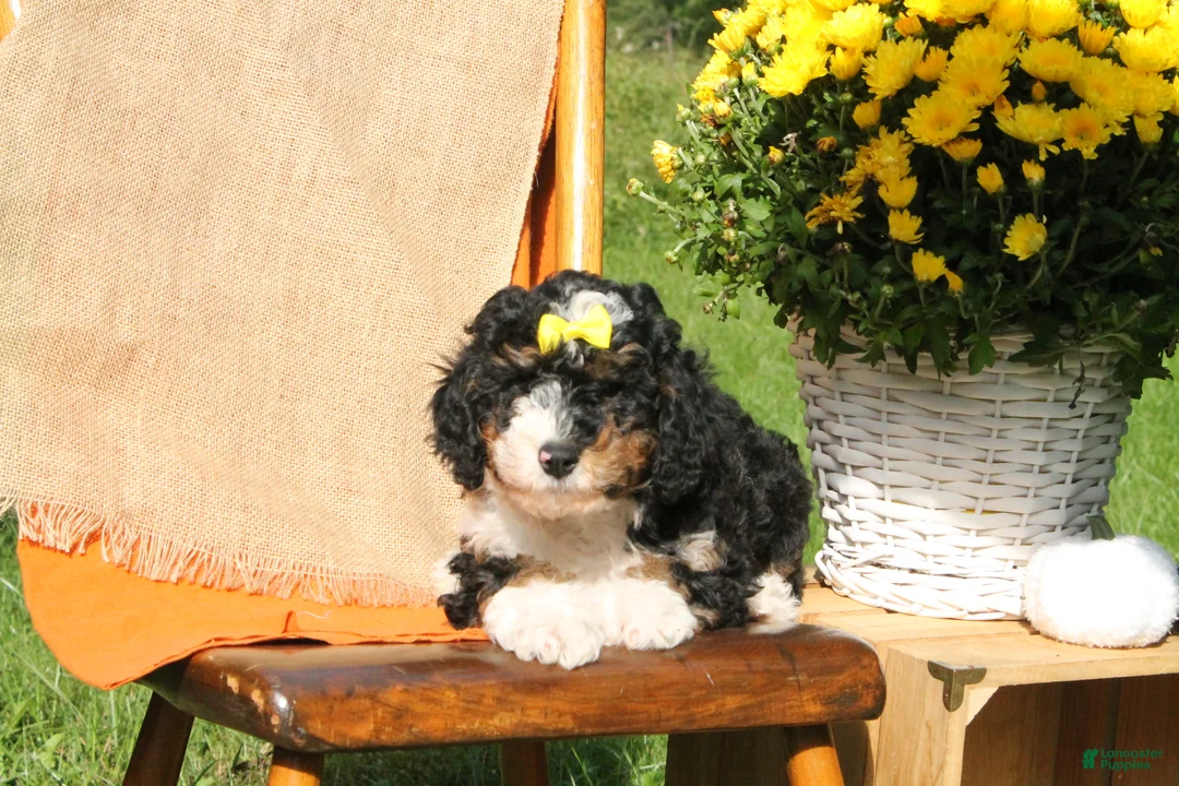 Mini Bernedoodle dogs for sale: Harvest - Ad 2