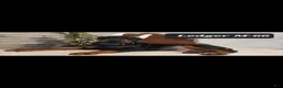 Doberman Pinscher dogs for sale: LEDGER  - Ad 1