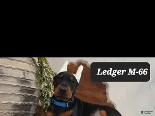 Doberman Pinscher dogs LEDGER - Ad 42