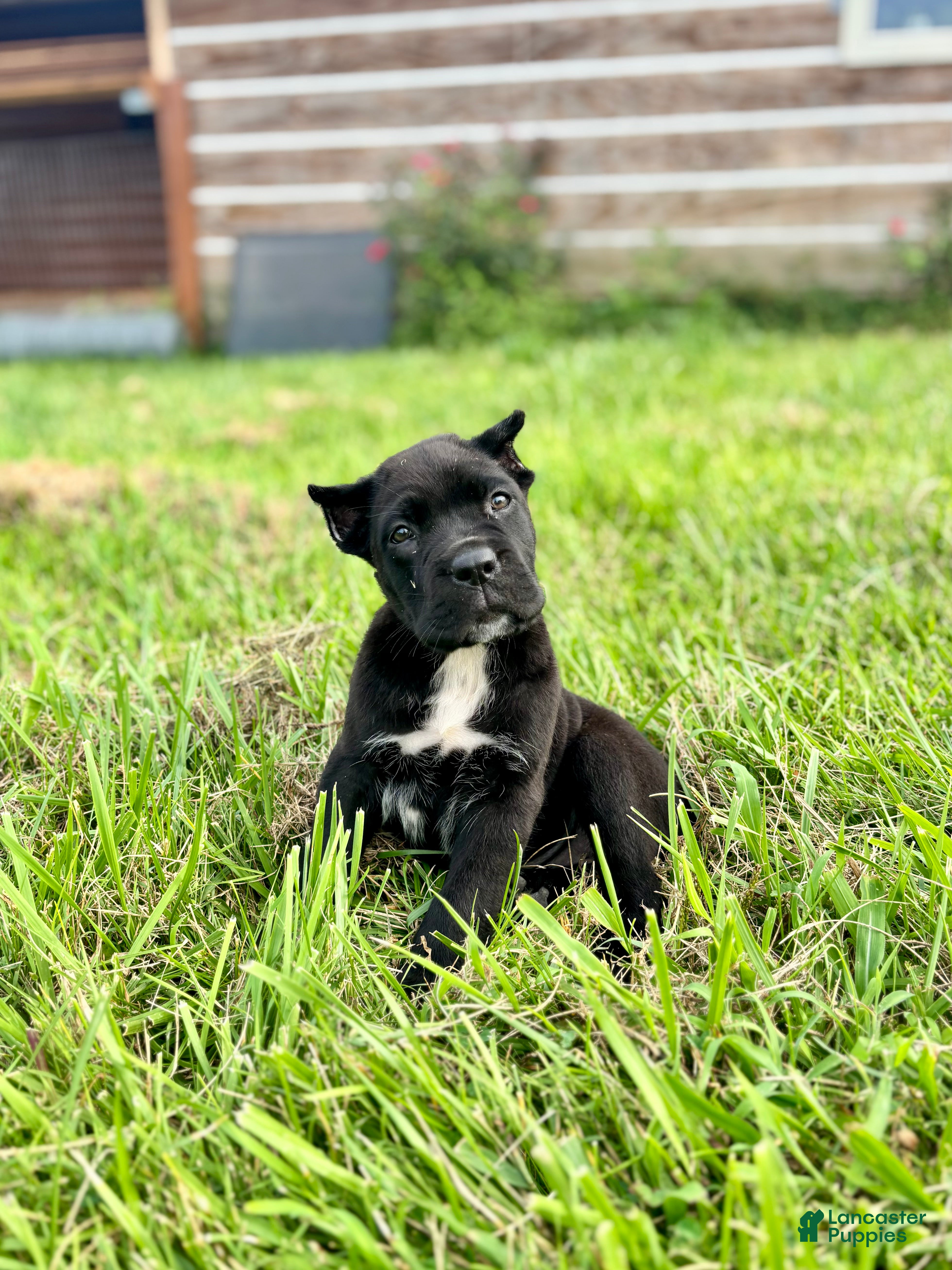 Cane Corso dogs Bear - ICCF Registered Cane Corso Italian Mastiff - Ad 2