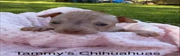 Chinese Crested dogs for sale: Chinese Crested 2 - Ad 1