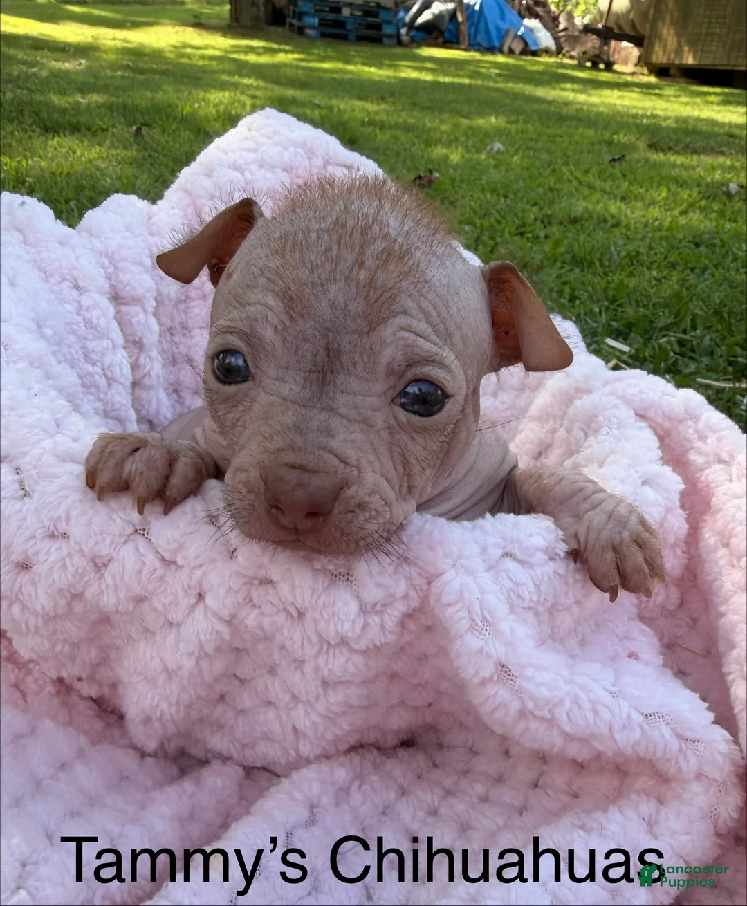 Chinese Crested dogs for sale: Chinese Crested 2 - Ad 1