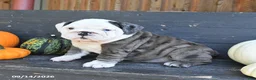 English Bulldog dogs for sale: Jill - Ad 5