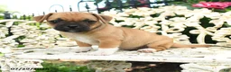Jug dogs for sale: Millie - Ad 2