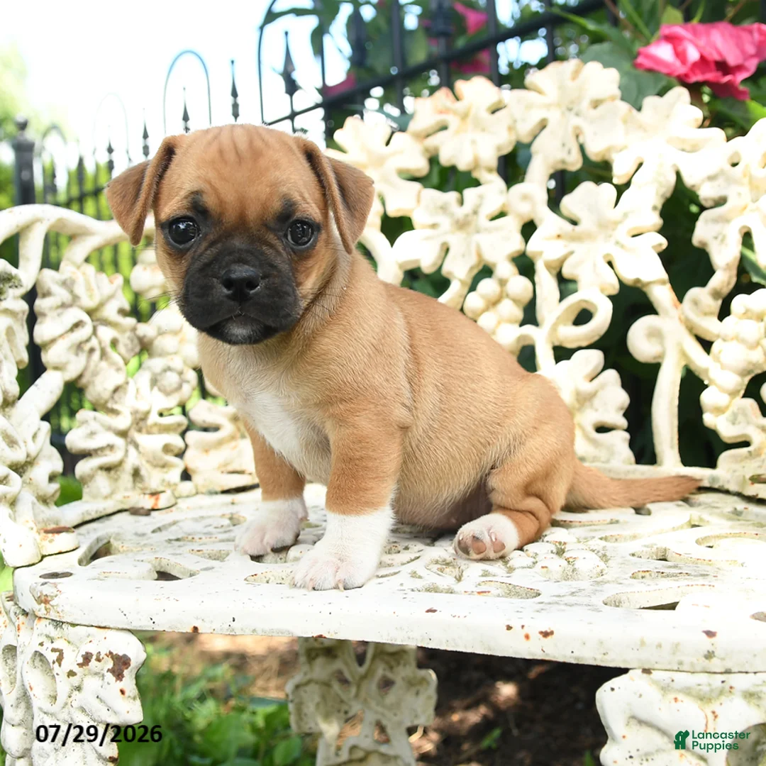 Jug dogs for sale: Millie - Ad 2