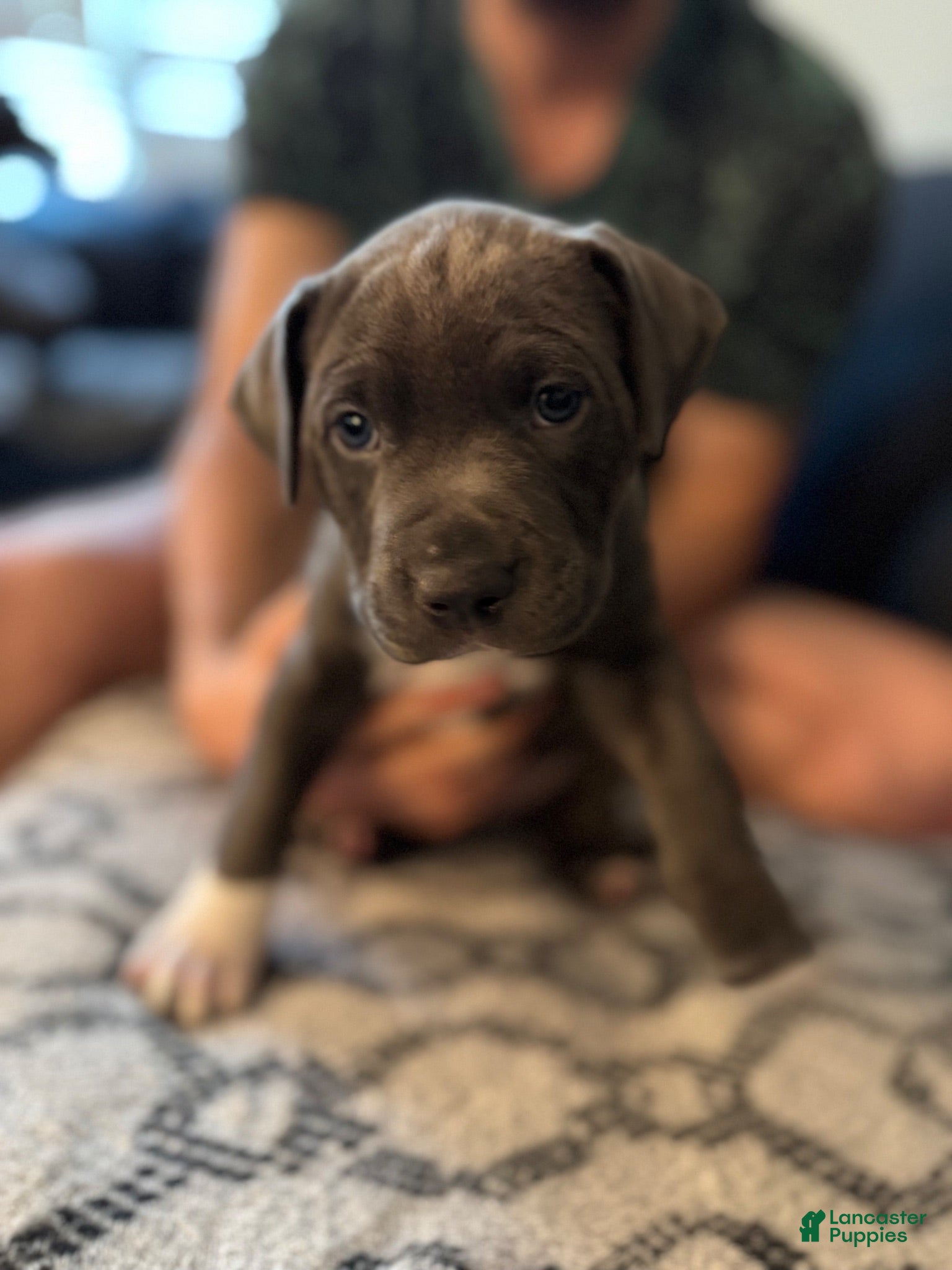 Mixed Breed dogs JuJu - Ad 2