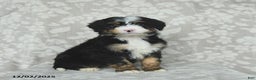 Mini Bernedoodle dogs for sale: Teddy - Ad 2