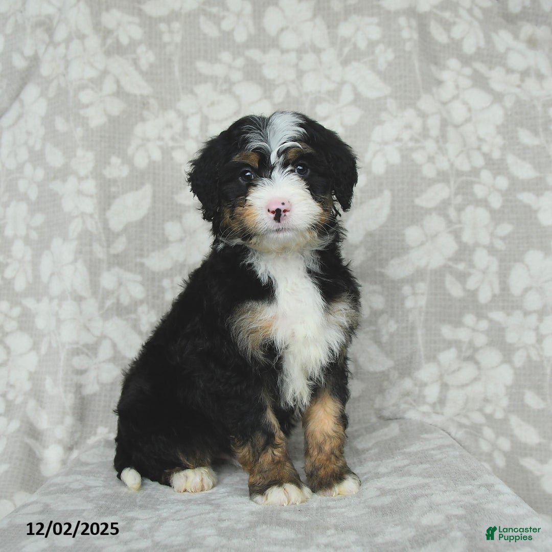 Mini Bernedoodle dogs for sale: Teddy - Ad 2