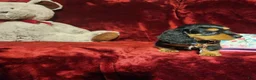 Miniature Dachshund dogs for sale: DUTTON - Ad 9