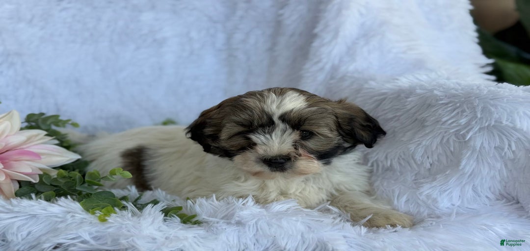 Gallery Image {{count}}