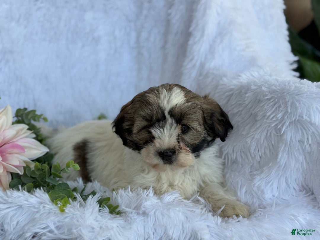 Gallery Image {{count}}