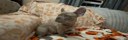 French Bulldog dogs for sale: French Bulldog 2 - Ad 12