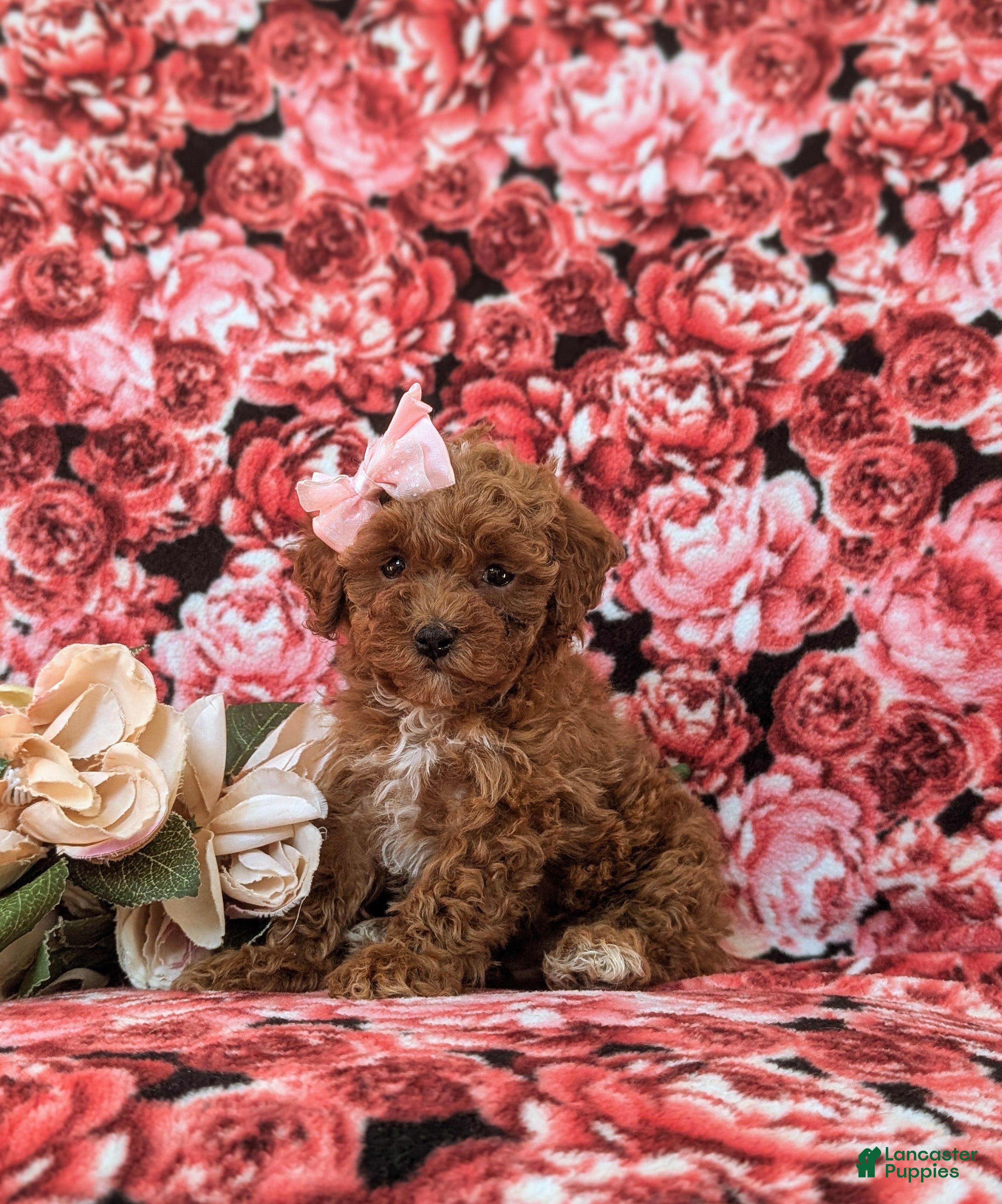 Toy Poodle dogs Gabrielle 6-7 lbs Full Grown - Ad 10