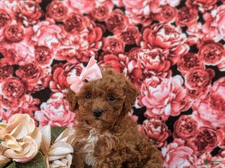 Toy Poodle dogs Gabrielle 6-7 lbs Full Grown - Ad 10