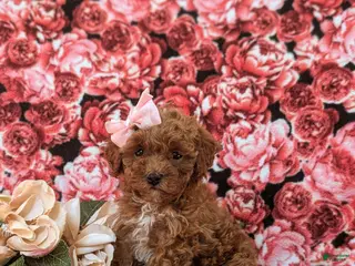 Toy Poodle dogs Gabrielle 6-7 lbs Full Grown - Ad 13