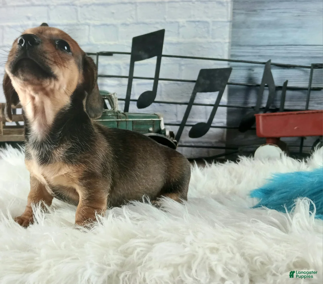 Dachshund dogs for sale: Nationwide delivery. Gloria's sable boy - Ad 2