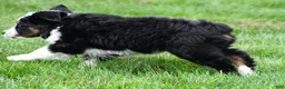 Miniature Australian Shepherd dogs for sale: Willow - Ad 12