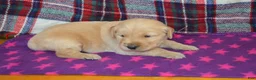 Golden Retriever dogs for sale: Mandy - Ad 13