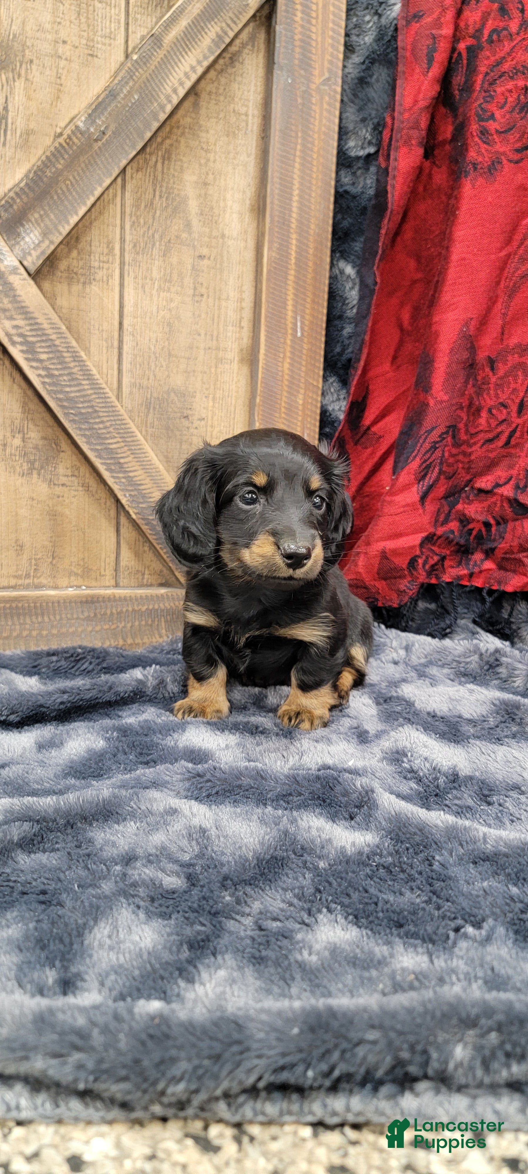 Dachshund dogs Gritty - Ad 2