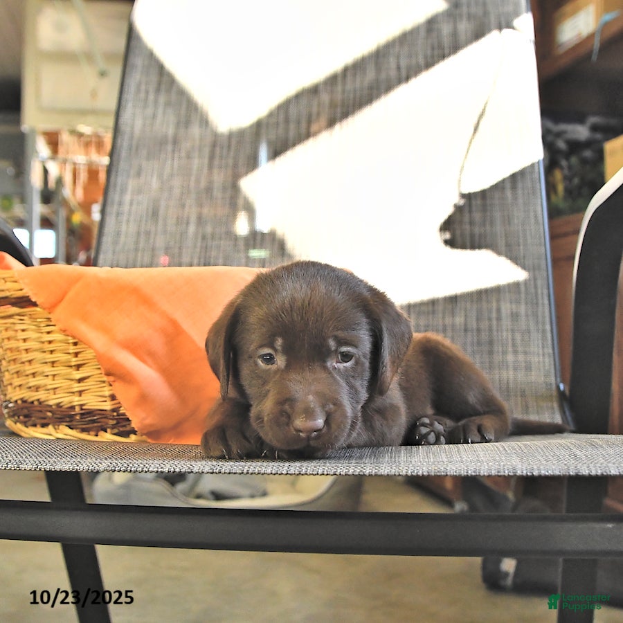 Labrador Retriever dogs Theo - Ad 42