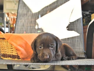 Labrador Retriever dogs Theo - Ad 24