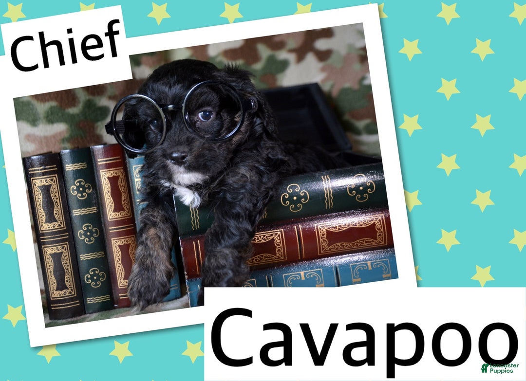 Cavapoo dogs for sale: Cavapoo Puppy 5 Cammie - Ad 6