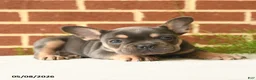 French Bulldog dogs for sale: Kaiser - Ad 3