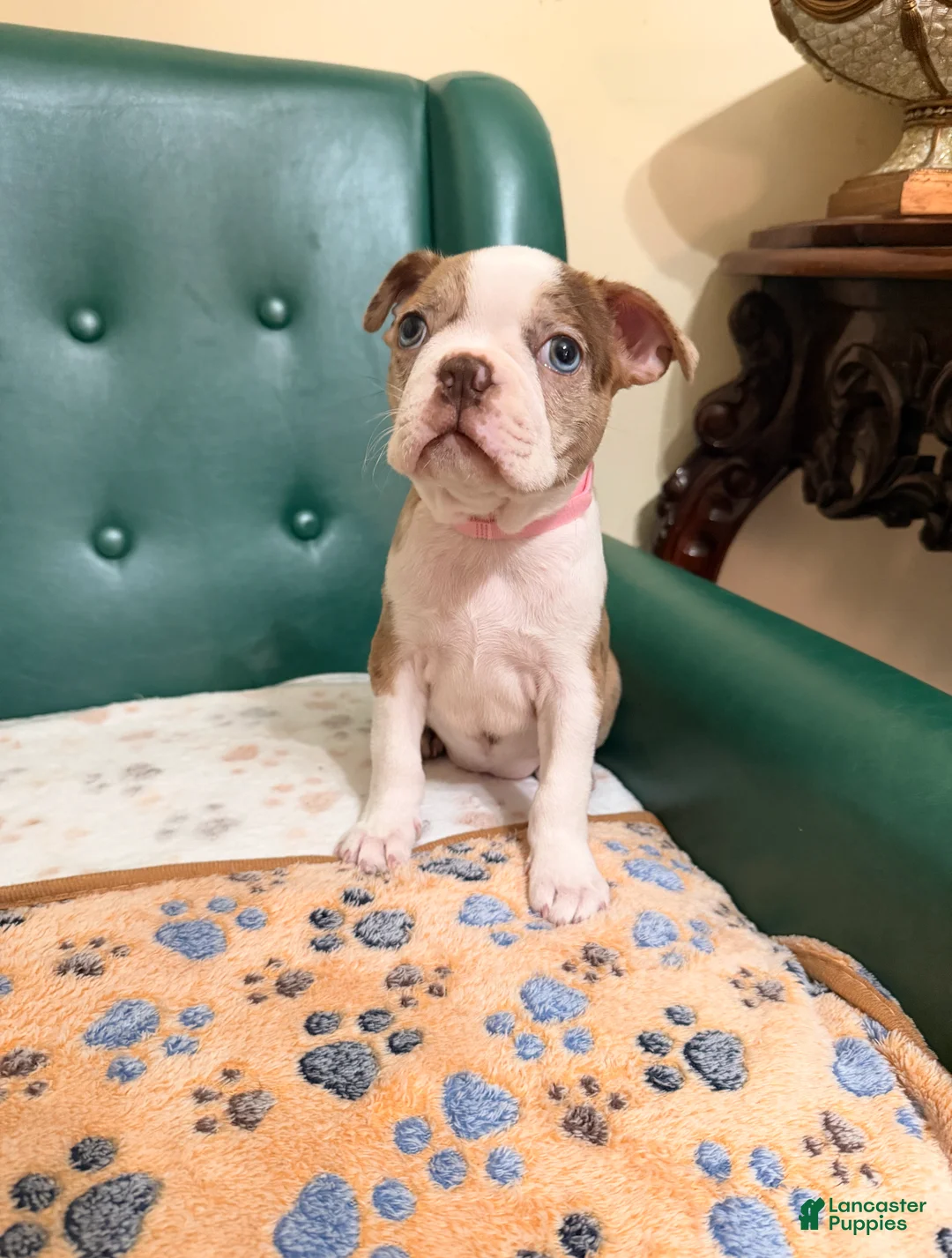 Boston Terrier dogs for sale: Reiina - Ad 1