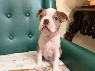 Boston Terrier dogs for sale: Reiina - Ad 1