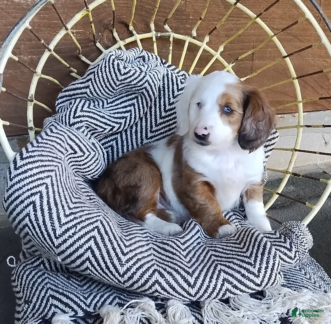 Dachshund dogs for sale: Dachshund Puppy 1 - Ad 1