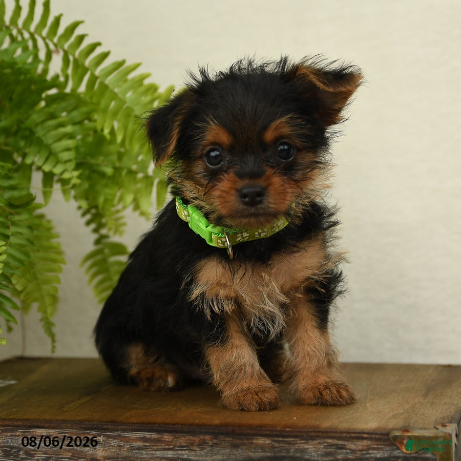 Shorkie dogs Lamar - Ad 1