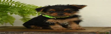 Lamar