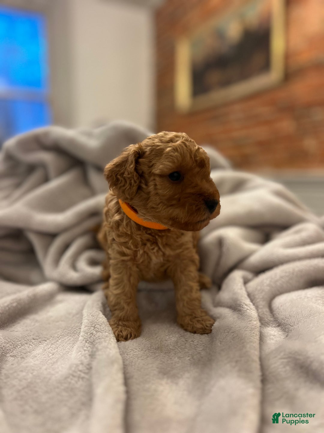 Toy Poodle dogs for sale: Michelangelo - Ad 1