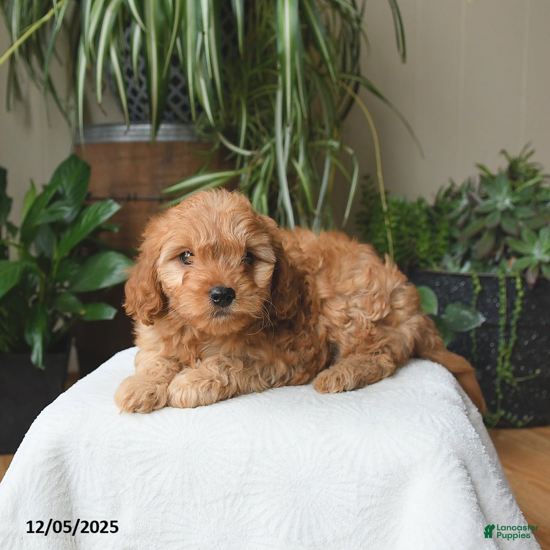Cavapoo dogs for sale: Lincoln - Ad 2