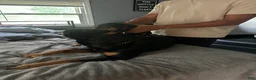 Rottweiler dogs for sale: Winny - Ad 17