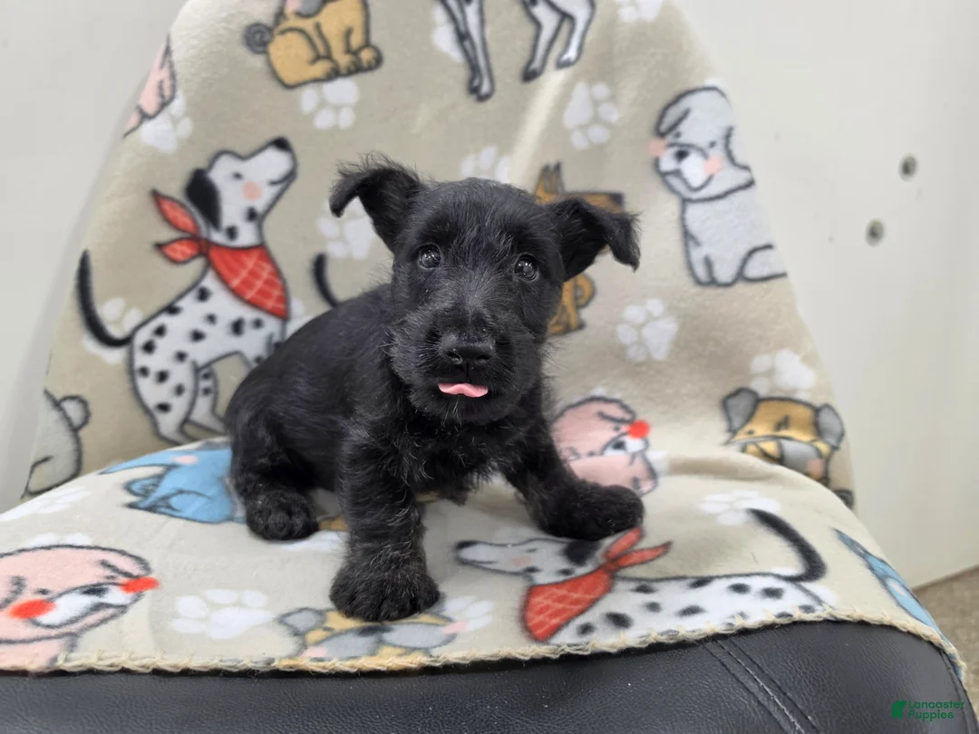 Scottish Terrier dogs for sale: Valerie - Ad 2