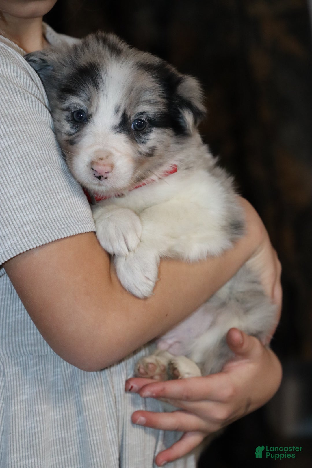 Border Collie dogs for sale: Border Collie Puppy 1 - Ad 5