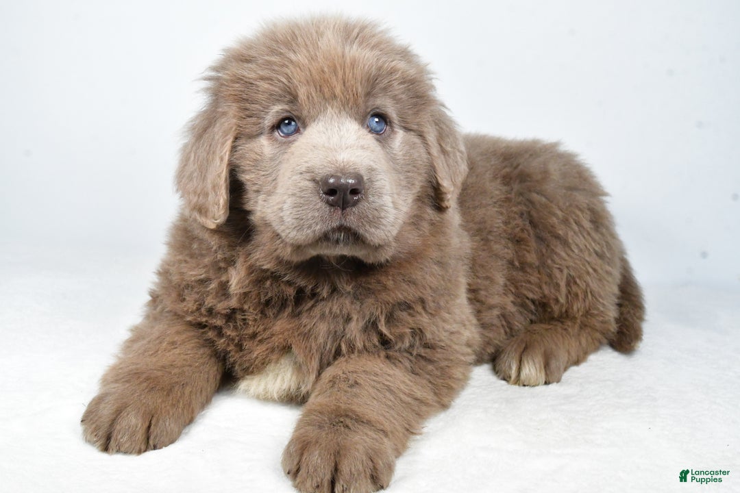 Newfoundland dogs for sale: Daisy - Ad 4