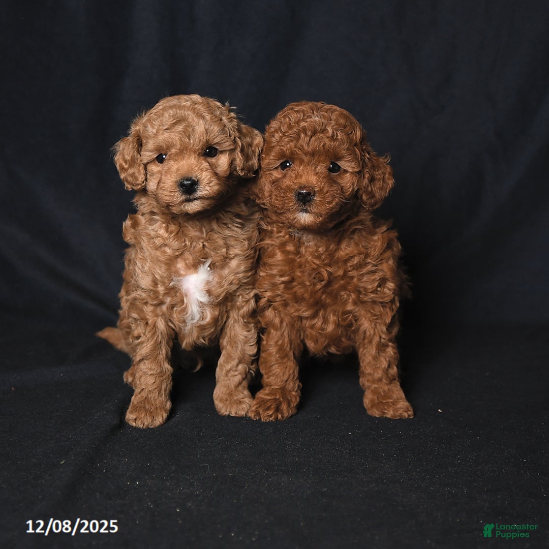 Toy Poodle dogs for sale: Ginger - Ad 5