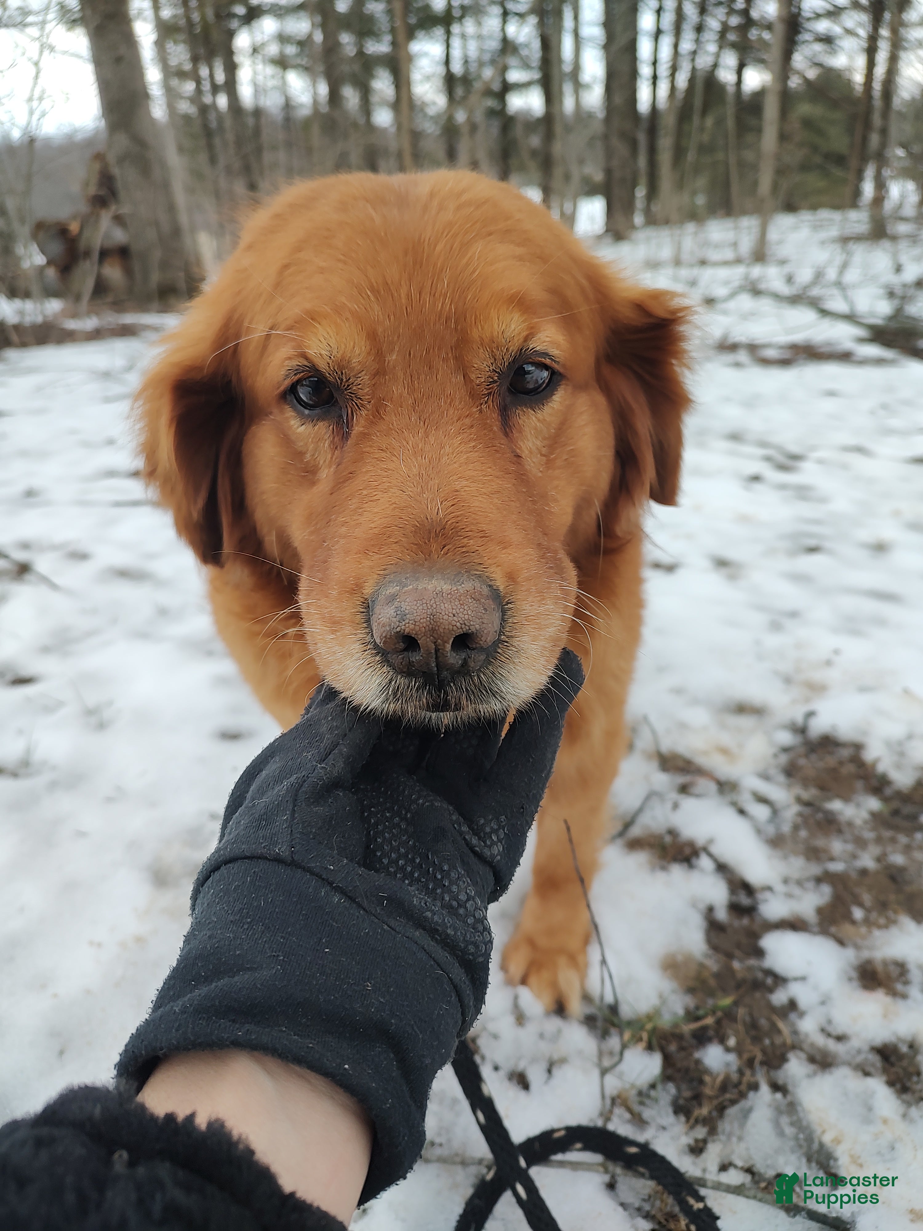 Golden Retriever dogs for sale: Golden Retriever 2 - Ad 15