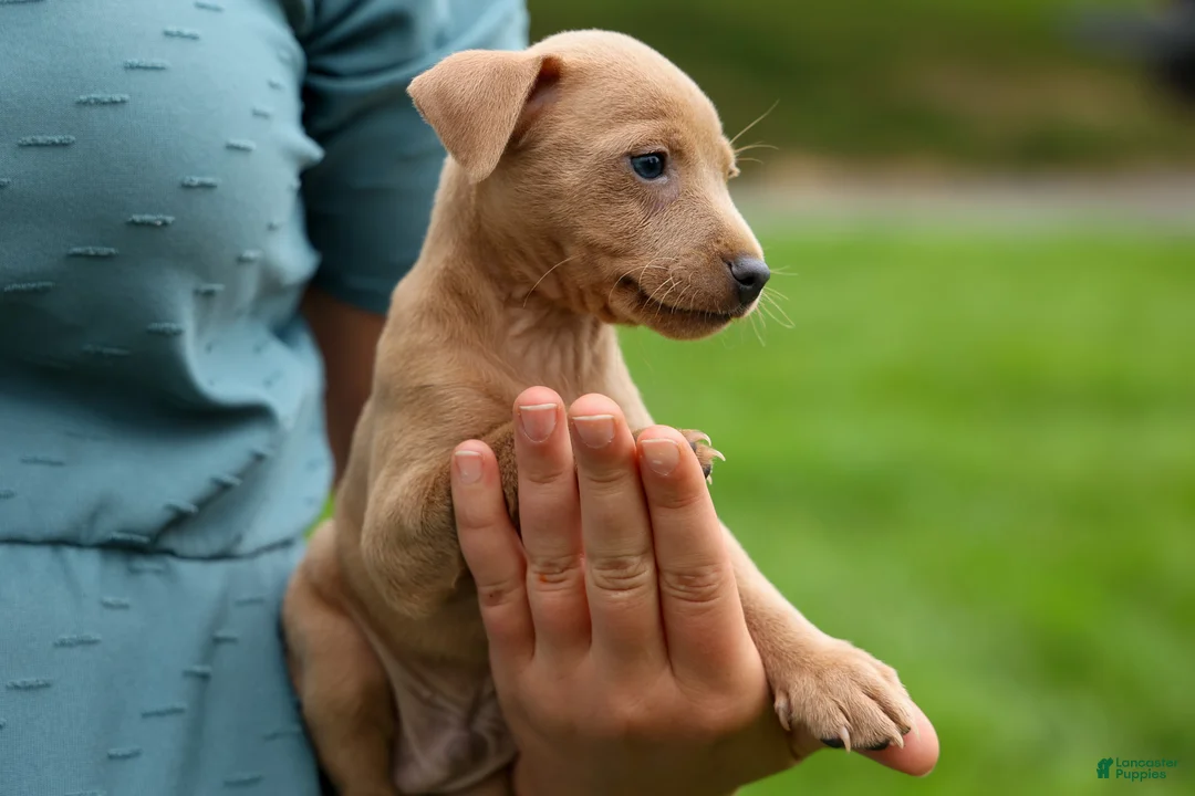 Miniature Pinscher dogs for sale: ARCHIE - Ad 2