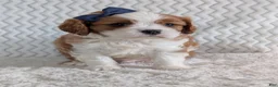 Cavalier King Charles Spaniel dogs for sale: Riley - Ad 6