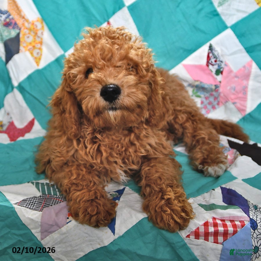 Goldendoodle dogs Jaden - Ad 2