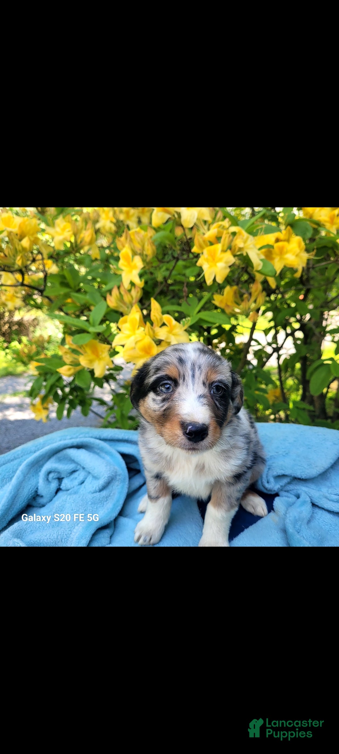 Australian Shepherd dogs Australian Shepherd Puppy 5 - Ad 4