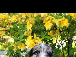 Australian Shepherd dogs Australian Shepherd Puppy 5 - Ad 42