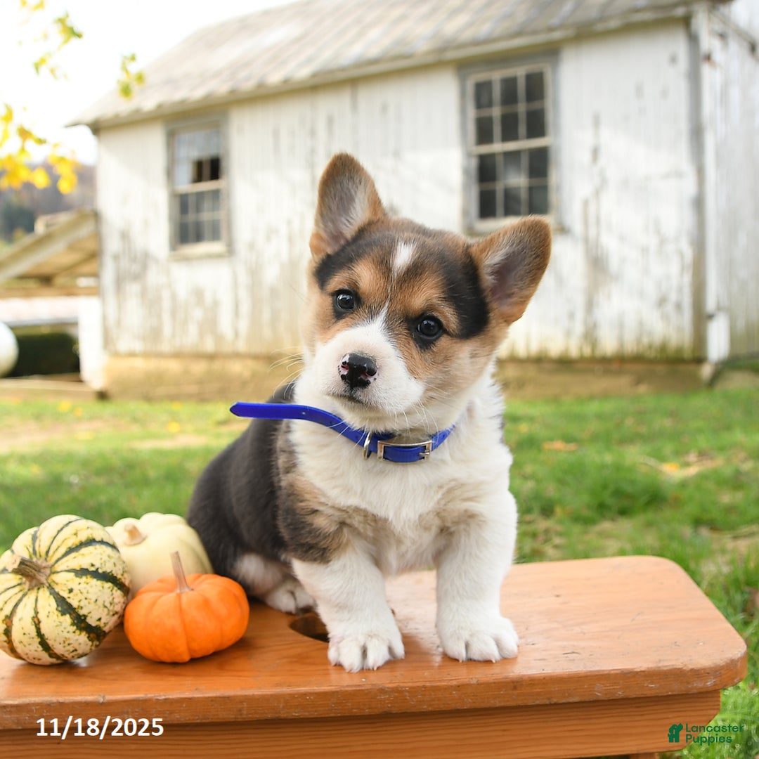 Welsh Corgi Pembroke dogs for sale: Otter - Ad 1