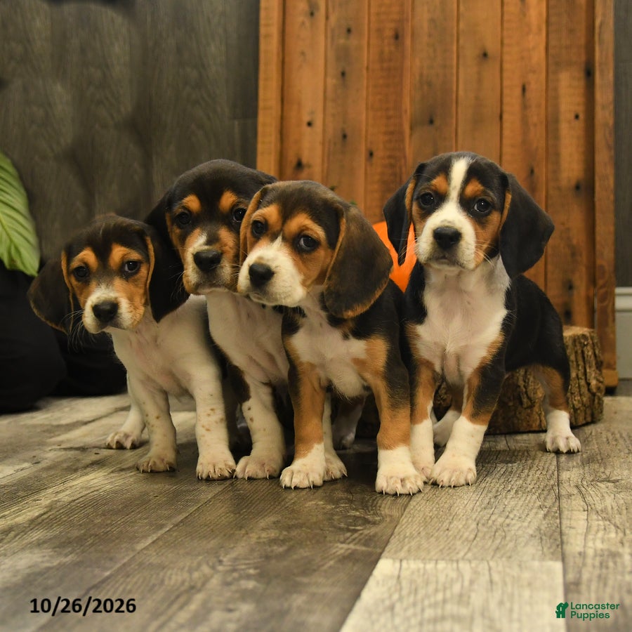 Beagle dogs for sale: Reeses - Ad 2