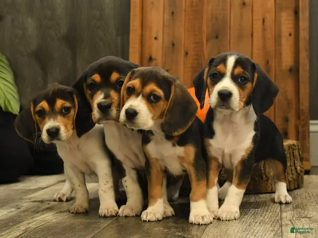 Beagle dogs for sale: Reeses - Ad 2