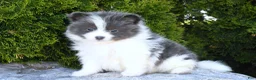 Pomeranian dogs for sale: Asher - Ad 2