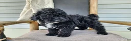 Mini Bernedoodle dogs for sale: Brock - Ad 15